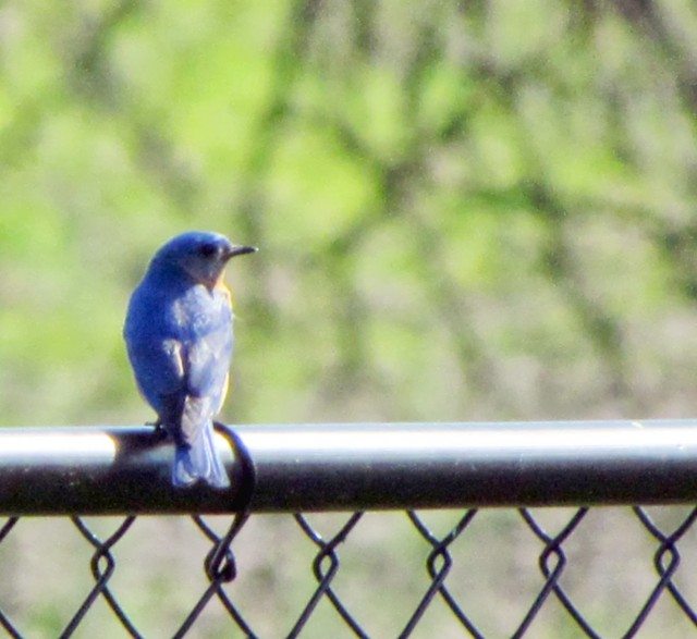 bluebird, sadness