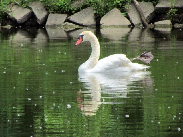 swan swimming