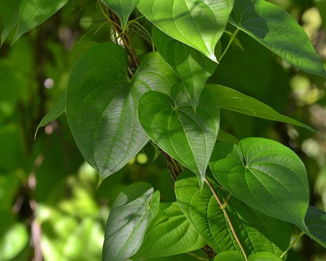 Patricia's potato vine 5