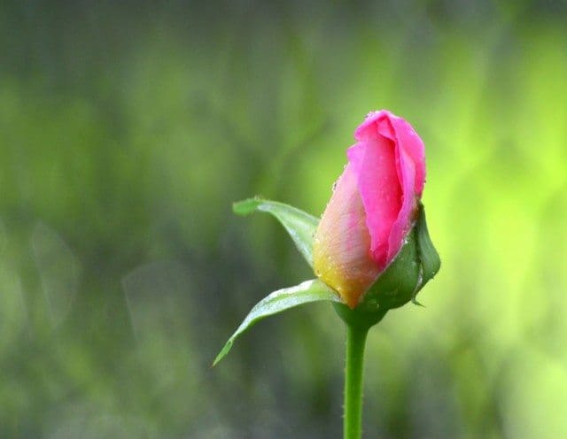 fragrant offering