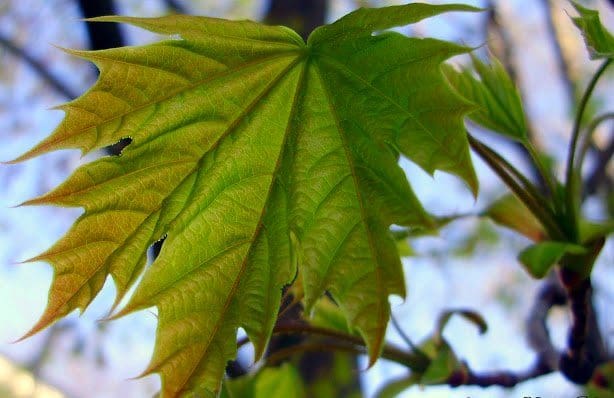 blood leaf