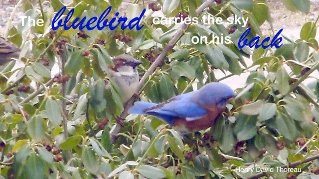 bluebird