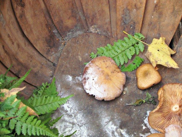 honey mushrooms2