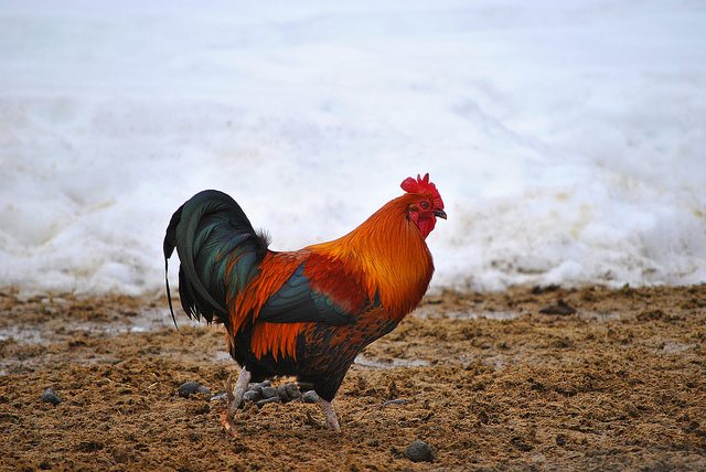 rooster, deny Christ, denial
