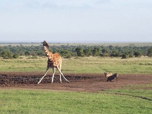 safari-mudpit-kenya